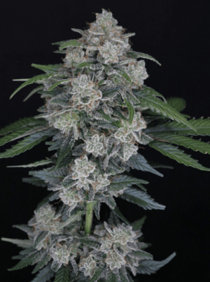 MAK OG Auto
