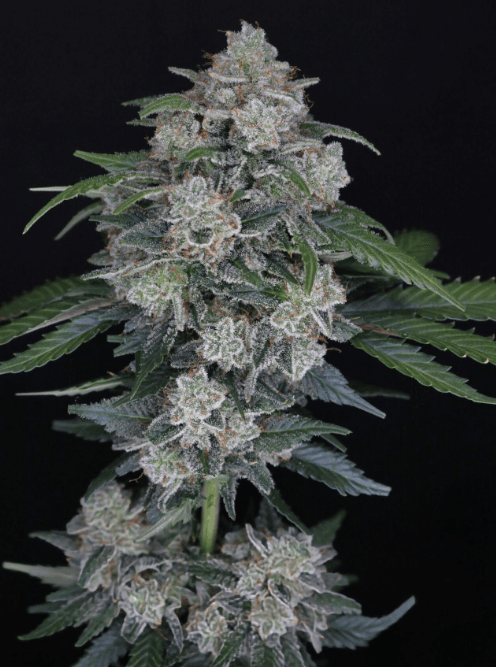 Pure Instinto MAK OG Auto cannabis plant image 1