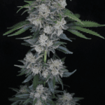 Pure Instinto MAK OG Auto cannabis plant image 2
