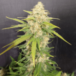 Pure Instinto Melon Gum cannabis plant image 1