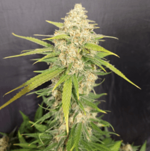Melon Gum