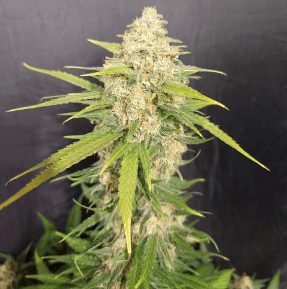 Pure Instinto Melon Gum cannabis plant image 1