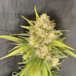 Pure Instinto Melon Gum cannabis plant image 2