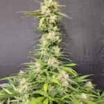 Pure Instinto Melon Gum cannabis plant image 3
