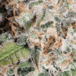 Pure Instinto Melon Gum cannabis plant image 4