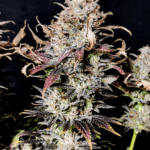 Pure Instinto Mimosa cannabis plant image 1