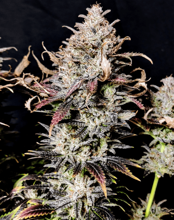 Pure Instinto Mimosa cannabis plant image 1