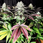 Pure Instinto Mimosa cannabis plant image 2