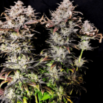 Pure Instinto Mimosa cannabis plant image 3
