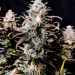 Pure Instinto Mimosa cannabis plant image 4