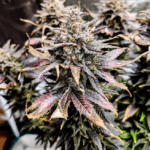 Pure Instinto Mimosa cannabis plant image 6