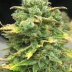 Pure Instinto Mimosa Cake Auto cannabis plant image 1