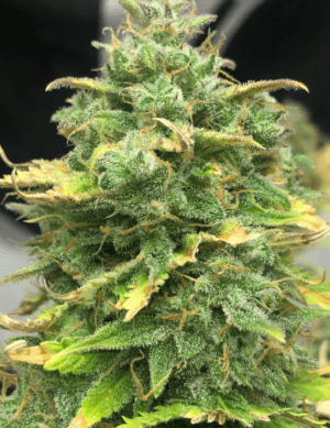 Mimosa Cake Auto