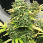 Pure Instinto Mimosa Cake Auto cannabis plant image 2