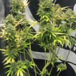 Pure Instinto Mimosa Cake Auto cannabis plant image 3