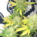 Pure Instinto Mimosa Cake Auto cannabis plant image 4