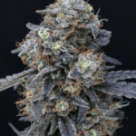 Pure Instinto Minty Grape Kush cannabis plant image 1
