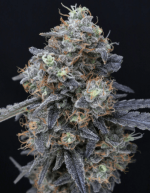 Minty Grape Kush