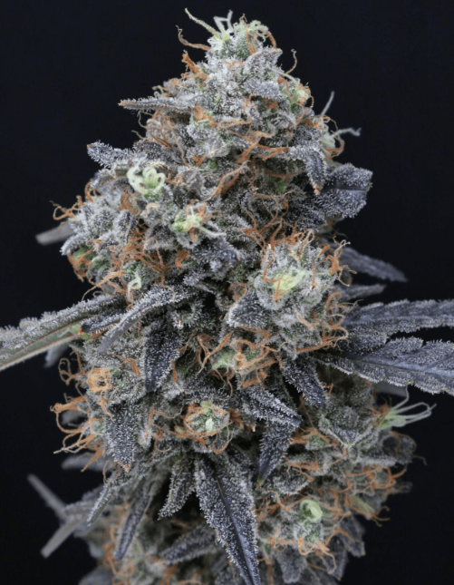 Pure Instinto Minty Grape Kush cannabis plant image 1