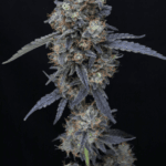 Pure Instinto Minty Grape Kush cannabis plant image 2