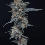 Pure Instinto Minty Grape Kush cannabis plant image 3