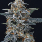 Pure Instinto Minty Grape Kush cannabis plant image 4