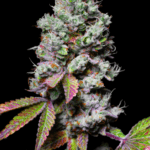 Pure Instinto Mochi cannabis plant image 1
