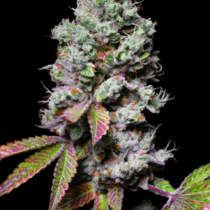 Pure Instinto Mochi cannabis plant image 1