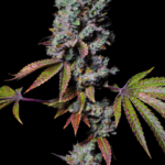 Pure Instinto Mochi cannabis plant image 3