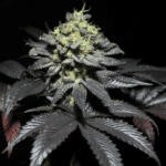 Pure Instinto Peanut Butter Cookies cannabis plant image 1