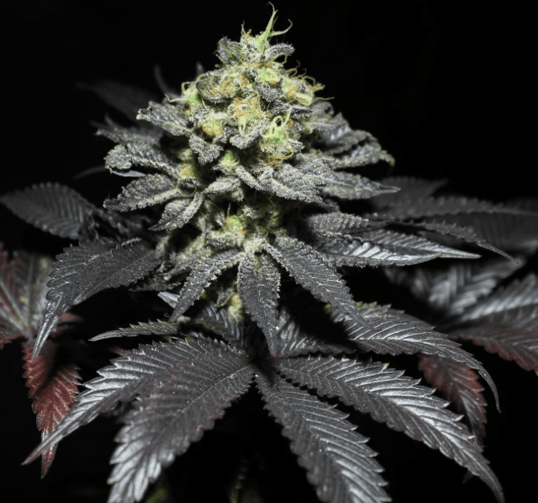 Pure Instinto Peanut Butter Cookies cannabis plant image 1
