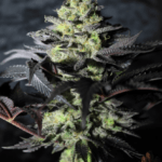 Pure Instinto Peanut Butter Cookies cannabis plant image 2