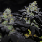 Pure Instinto Peanut Butter Cookies cannabis plant image 3