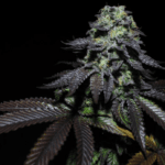 Pure Instinto Peanut Butter Cookies cannabis plant image 4