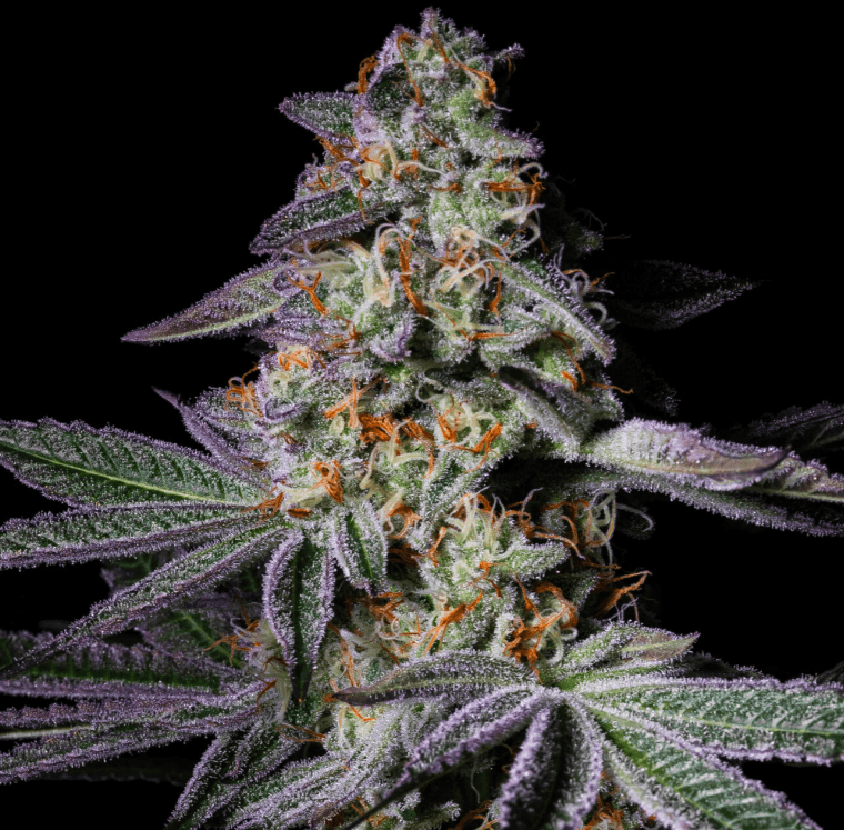 Pure Instinto Pure Glitter cannabis plant image 1
