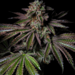 Pure Instinto Pure Glitter cannabis plant image 2