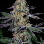 Pure Instinto Pure Glitter cannabis plant image 3