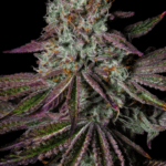 Pure Instinto Pure Glitter cannabis plant image 4