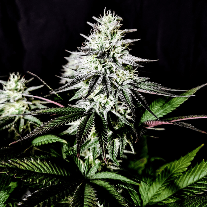 Pure Instinto Pure IceCream cannabis plant image 1