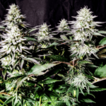 Pure Instinto Pure IceCream cannabis plant image 2