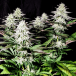 Pure Instinto Pure IceCream cannabis plant image 3