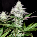 Pure Instinto Pure IceCream cannabis plant image 4