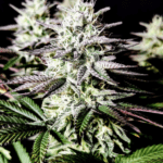 Pure Instinto Pure IceCream cannabis plant image 5