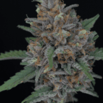 Pure Instinto Purple Punch Auto cannabis plant image 1