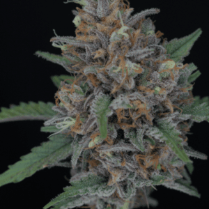 Pure Instinto Purple Punch Auto cannabis plant image 1