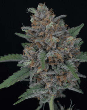 Purple Punch Auto