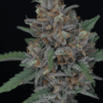 Pure Instinto Purple Punch Auto cannabis plant image 2
