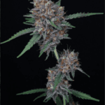 Pure Instinto Purple Punch Auto cannabis plant image 3