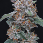 Pure Instinto Sherbacio OG Auto cannabis plant image 1