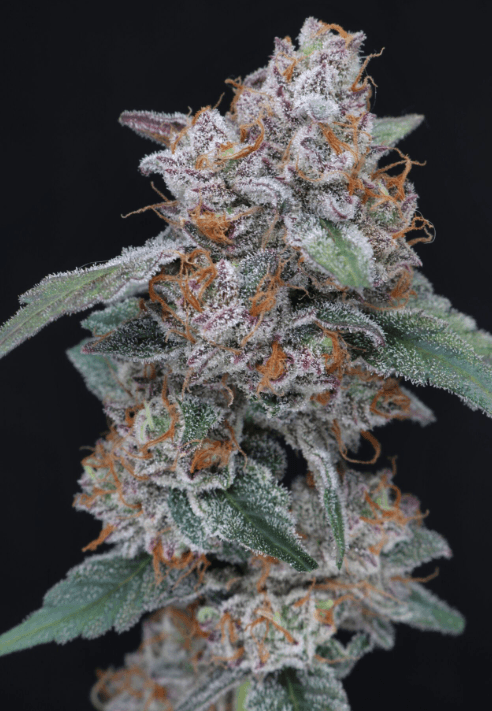 Pure Instinto Sherbacio OG Auto cannabis plant image 1
